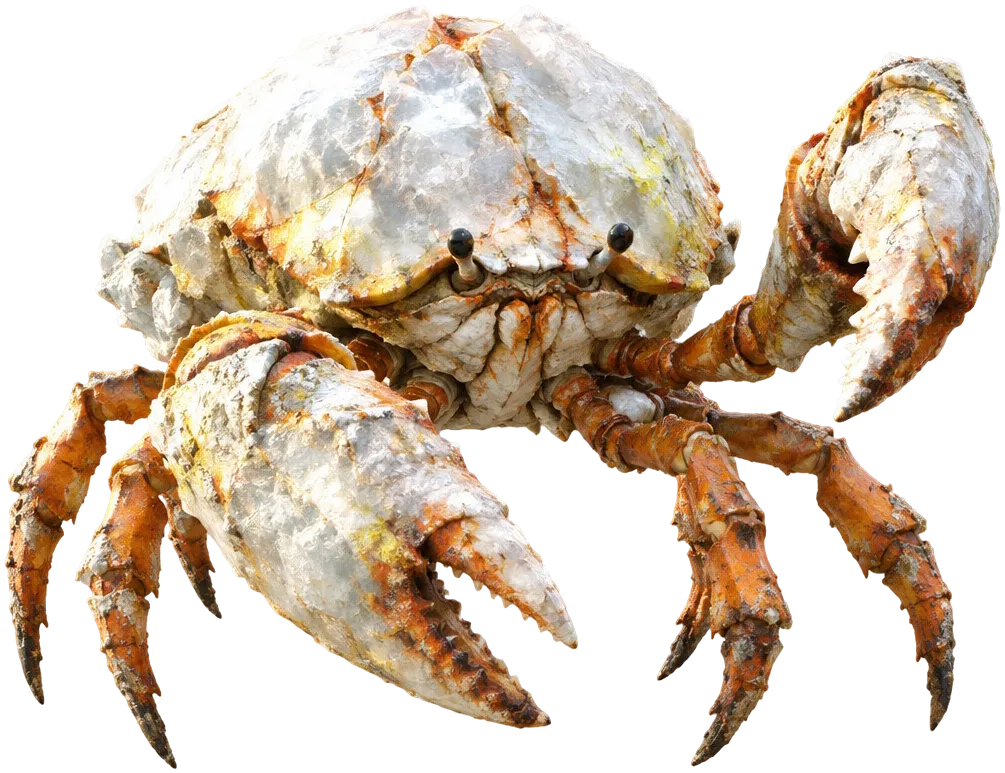 Glasshell Crab: kepiting raksasa bercangkang kristal garam putih susu, kaki dan capit berwarna karat.